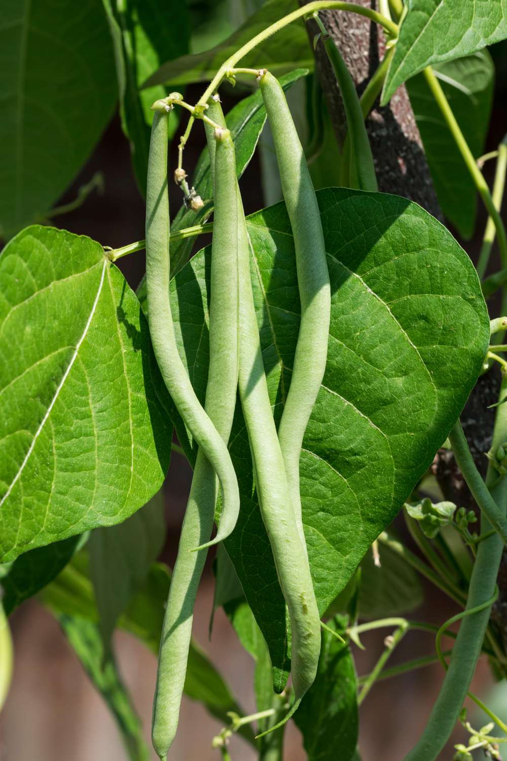 Störbrytböna 'Cobra' (BIO frö)